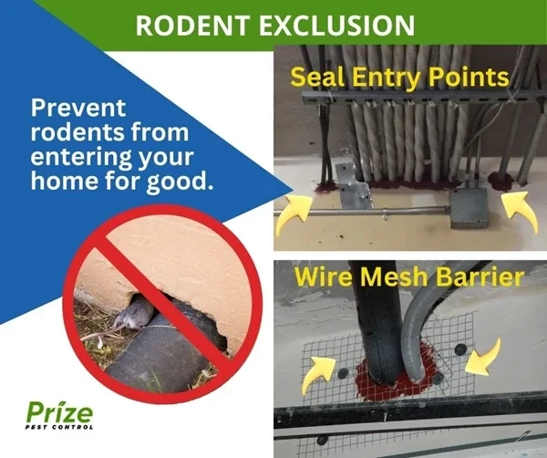 prize pest control rodent control dfw texas 600