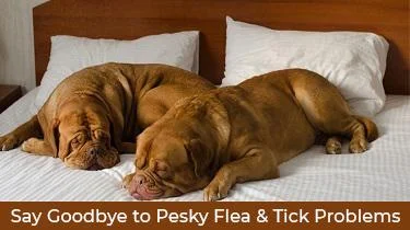 fleas and ticks
