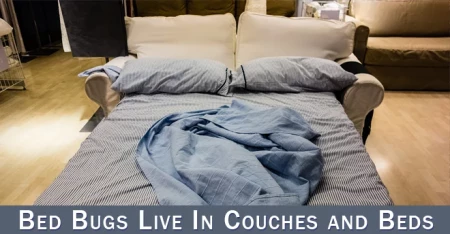 pest prevention bed bug inspection.webp