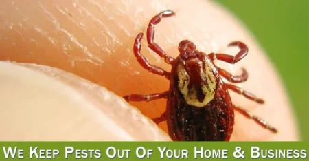 pest prevention deer tick treatments