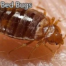bed bugs pictures