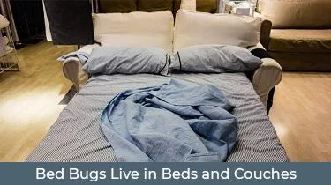 bed bugs.webp