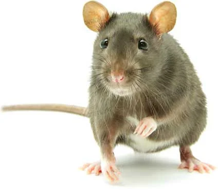 pest control services.webp