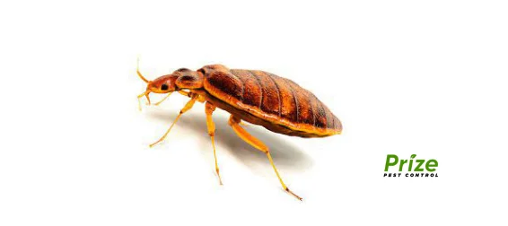 prize pest control bed bugs.webp