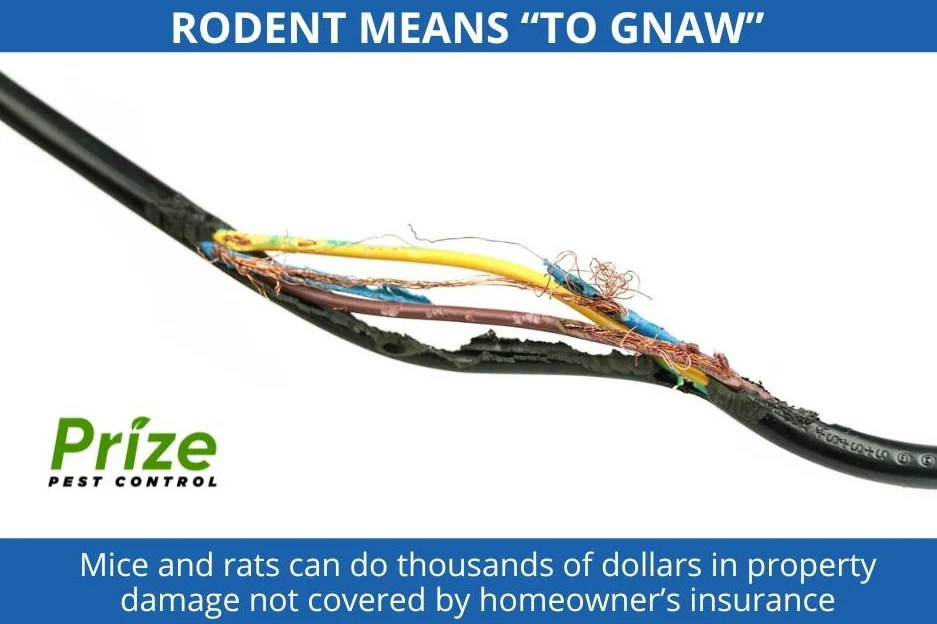 prize pest control rodent control dfw tx 1