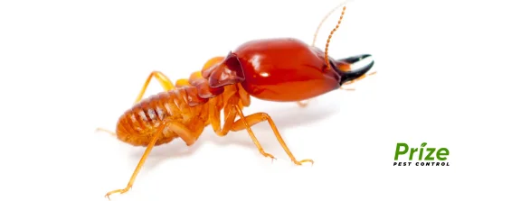 prize pest control termite.webp