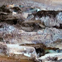 termite treatments spray