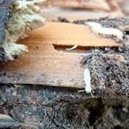Photo of Could Termites Be Lurking in Your Home