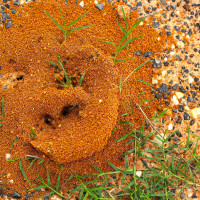 Photo of Fire Ant Control Dallas Texas