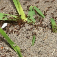 Photo of Help Fire Ants Are Out Of Control