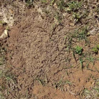 Photo of How To Destroy An Ant Colony