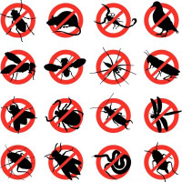 Photo of I Hate Bugs How Can I Stop Them