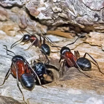 Fire Ant Control in Dallas–Fort Worth, TX
