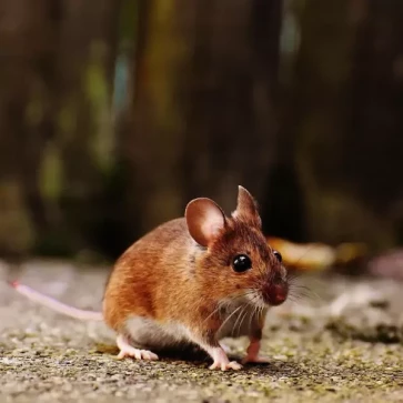 Rodent Control Services in Dallas–Fort Worth, TX